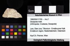 Foto (Objket + Etiketten) von Longodromites sp. 